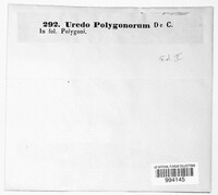 Uredo polygonorum image
